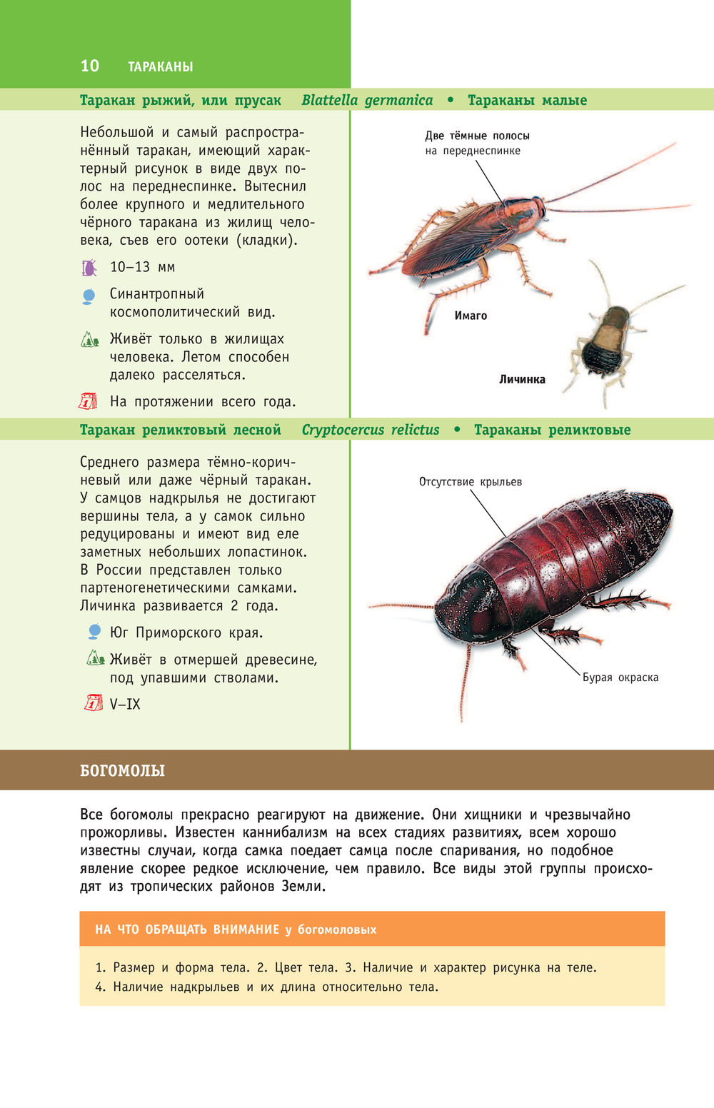 рыжая с плоской грудью 