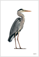 Мир в картинках. Птицы. Набор из 4 пособий — фото, картинка — 1