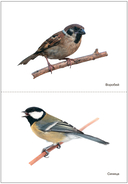 Мир в картинках. Птицы. Набор из 4 пособий — фото, картинка — 4