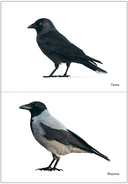 Мир в картинках. Птицы. Набор из 4 пособий — фото, картинка — 6