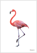 Мир в картинках. Птицы. Набор из 4 пособий — фото, картинка — 9