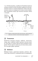 Огород без прополки. Лучшая стратегия в борьбе с сорняками — фото, картинка — 16