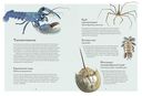 Океан и его обитатели — фото, картинка — 3