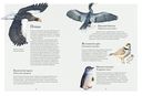 Океан и его обитатели — фото, картинка — 4