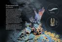 Океан и его обитатели — фото, картинка — 6