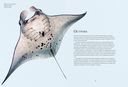 Океан и его обитатели — фото, картинка — 7