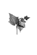 Семь сестер. Потерянная сестра — фото, картинка — 1