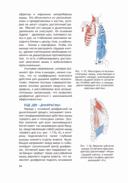 Анатомия йоги (новая редакция) — фото, картинка — 22