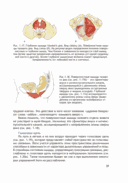 Анатомия йоги (новая редакция) — фото, картинка — 23