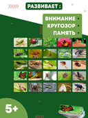 Мемо. Мир насекомых и не только — фото, картинка — 4