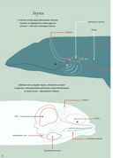 Киты и мы — фото, картинка — 4