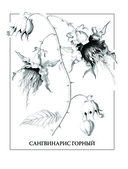Флорариум: кровожадные цветы, таинственные мхи и безжалостные кактусы — фото, картинка — 6