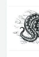 Змеи. Мистические животные и чем они отличаются от остальных — фото, картинка — 8