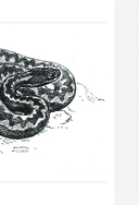 Змеи. Мистические животные и чем они отличаются от остальных — фото, картинка — 9