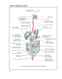 Атлас анатомии человека. Пищеварительная система — фото, картинка — 6