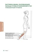 Анатомия упражнений на растяжку — фото, картинка — 19