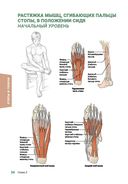 Анатомия упражнений на растяжку — фото, картинка — 21