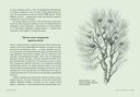 Деревья: Как жизни человека и дерева переплетены друг с другом — фото, картинка — 3