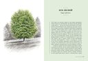 Деревья: Как жизни человека и дерева переплетены друг с другом — фото, картинка — 4