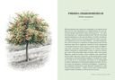 Деревья: Как жизни человека и дерева переплетены друг с другом — фото, картинка — 6