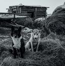 Монохром. Пронзительная красота России в черно-белых фотографиях Ивана Дементиевского — фото, картинка — 11