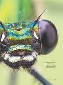 Большая книга о насекомых. 1001 фотография — фото, картинка — 11