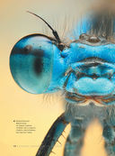 Большая книга о насекомых. 1001 фотография — фото, картинка — 12