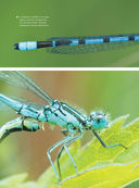 Большая книга о насекомых. 1001 фотография — фото, картинка — 14