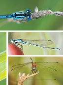 Большая книга о насекомых. 1001 фотография — фото, картинка — 15