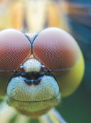 Большая книга о насекомых. 1001 фотография — фото, картинка — 7