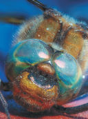 Большая книга о насекомых. 1001 фотография — фото, картинка — 9