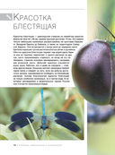 Большая книга о насекомых. 1001 фотография — фото, картинка — 10