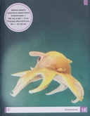 Необычные животные — фото, картинка — 1