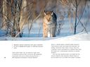 Дикие кошки России: иллюстрированный авторский фотоальбом — фото, картинка — 13