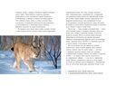 Дикие кошки России: иллюстрированный авторский фотоальбом — фото, картинка — 5