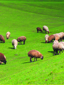 Кухня народов России. Живое тепло кулинарных традиций — фото, картинка — 5