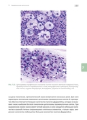 Основы клинической цитологии — фото, картинка — 13