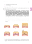 Основы клинической цитологии — фото, картинка — 4