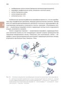 Основы клинической цитологии — фото, картинка — 6