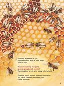 Как живёт пчёлка. Познавательные истории — фото, картинка — 1