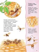 Как живёт пчёлка. Познавательные истории — фото, картинка — 4