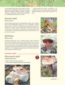 Про грибы. Как правильно собирать и готовить — фото, картинка — 15