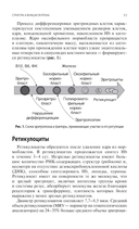 Интерпретация лабораторных исследований при анемиях — фото, картинка — 5