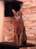 Энциклопедия. Кошки — фото, картинка — 3