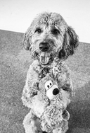 СОБАКА, которая УМЕЕТ ВСЕ. Пошаговое руководство по 118 удивительным трюкам — фото, картинка — 6