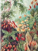 Профессия – Научный иллюстратор. Руководство по иллюстрации в биологии, археологии и палеоарте — фото, картинка — 9