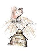 Мальчик и таракан. История для тех, кто устал быть заложником своих мыслей — фото, картинка — 9