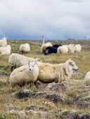 ЛОПАПЕЙСА от А до Я. Полное пошаговое руководство по вязанию настоящего исландского свитера — фото, картинка — 14