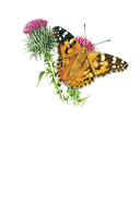 Насекомые. Краткий иллюстрированный справочник — фото, картинка — 1