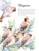 Птицы в городе. 25 историй в фактах и рисунках — фото, картинка — 2